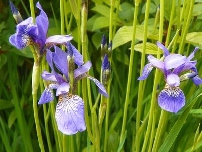 sibirica Blue King