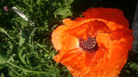 Papaver orientale Konigin Alexandra