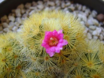 Mammillaria carmenae