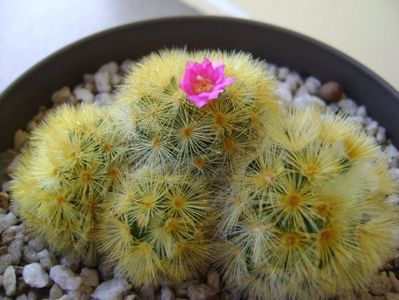 Mammillaria carmenae