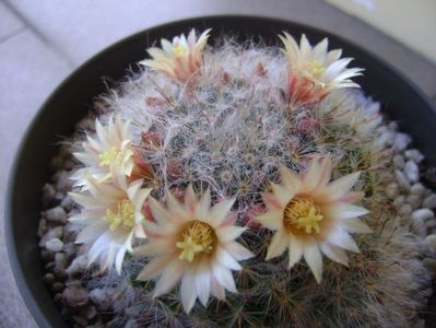 Mammillaria bocasana