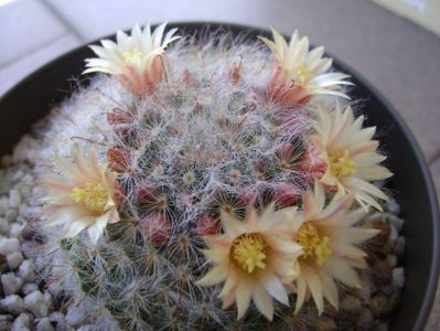 Mammillaria bocasana