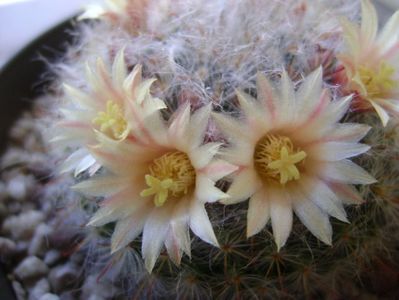 Mammillaria bocasana