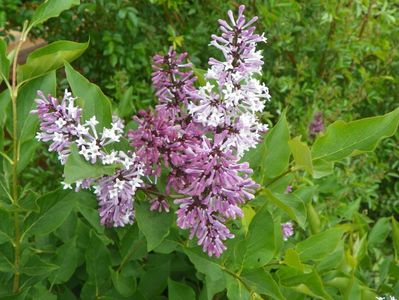 syringa Miss Kim