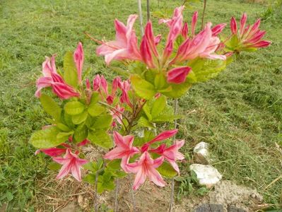 azalea Homebush