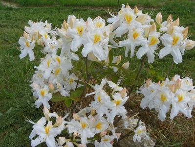 azalea Schneegold