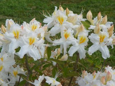 azalea Schneegold