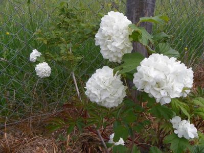 viburnum opulus roseum