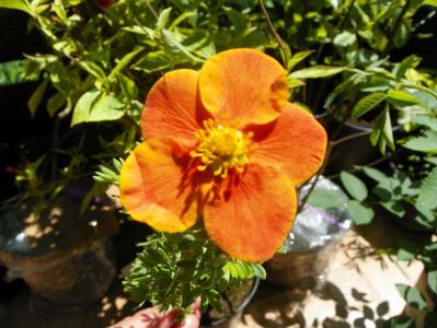 potentilla Mango Tango