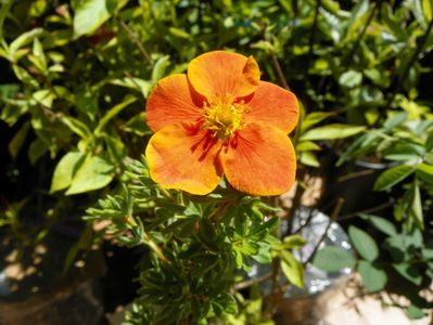 potentilla Mango Tango