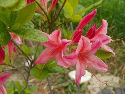 azalea Homebush