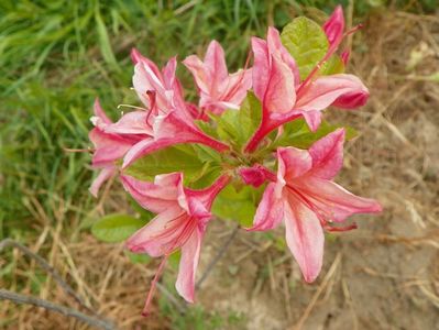 azalea Homebush