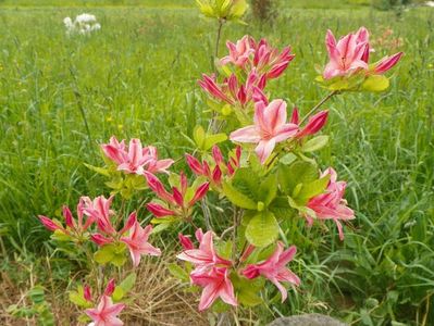 azalea Homebush