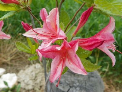 azalea Homebush