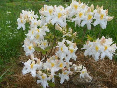 azalea Schneegold