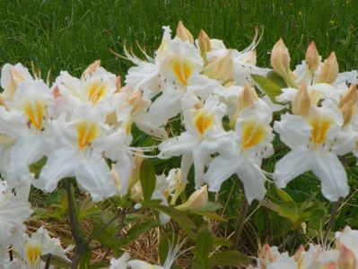 azalea Schneegold