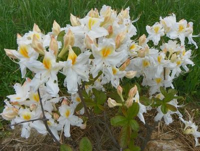 azalea Schneegold