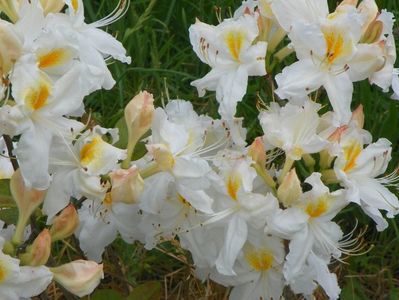 azalea Schneegold