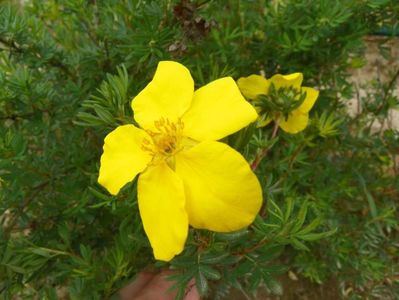 potentilla Goldfinger