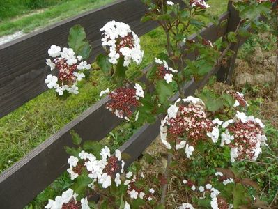 viburnum sarg. Onondaga