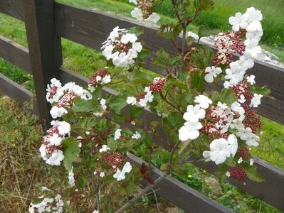 viburnum sarg. Onondaga