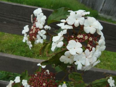 viburnum sarg. Onondaga