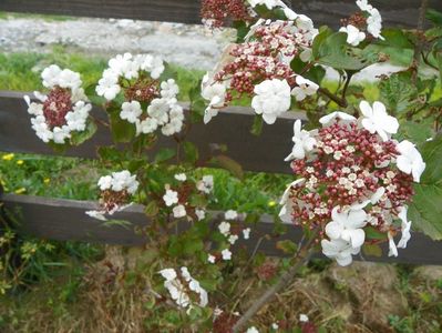 viburnum sarg. Onondaga