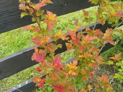 physocarpus Amber Jubilee