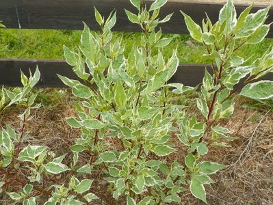 cornus sericea variegata