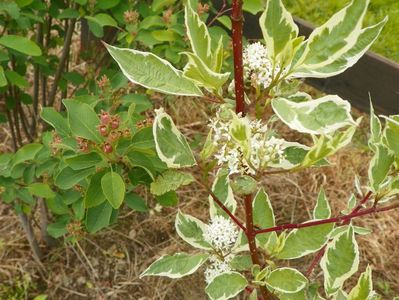 cornus sericea variegata