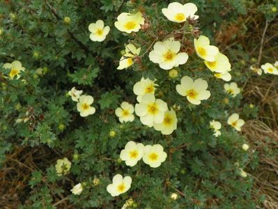 potentilla Primrose Beauty