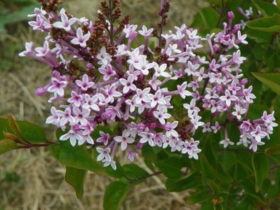 syringa Josee