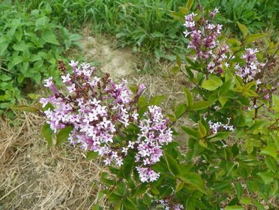 syringa Josee