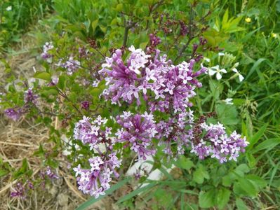 syringa Palibin