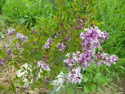 syringa Palibin