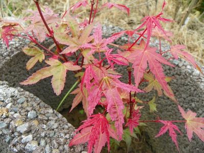 acer palm. Phoenix