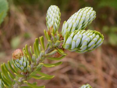 abies koreana Silberlocke