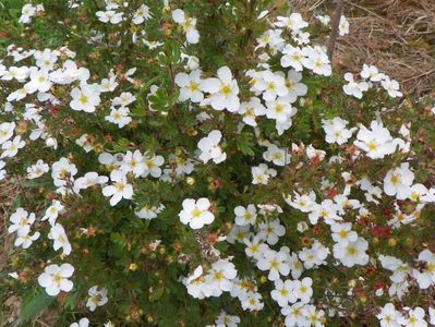 potentilla Abbotswood