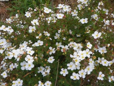 potentilla Abbotswood