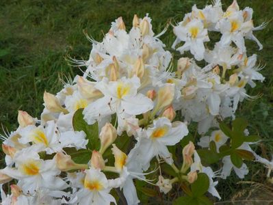 azalea Schneegold