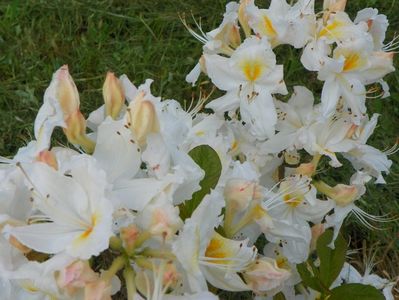 azalea Schneegold