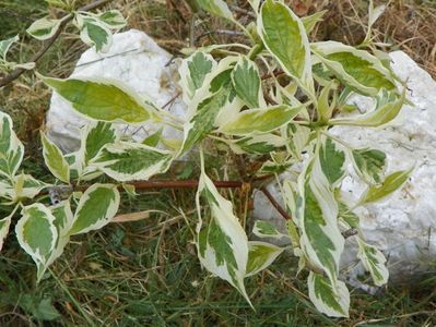 cornus controversa variegata