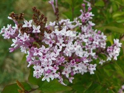 syringa Josee