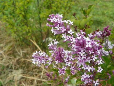 syringa Palibin