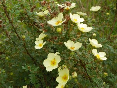 potentilla Primrose Beauty