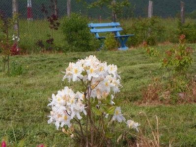 azalea Schneegold