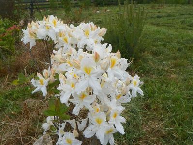 azalea Schneegold