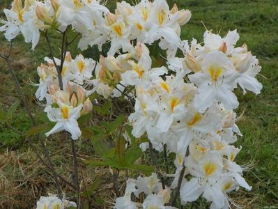 azalea Schneegold