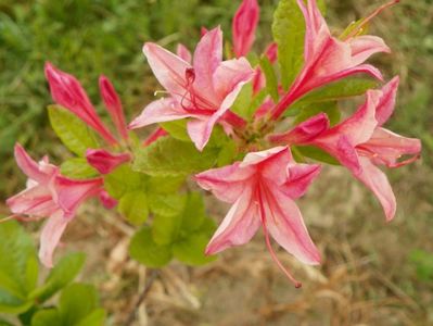 azalea Homebush