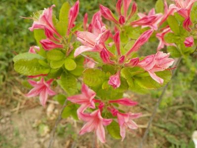 azalea Homebush